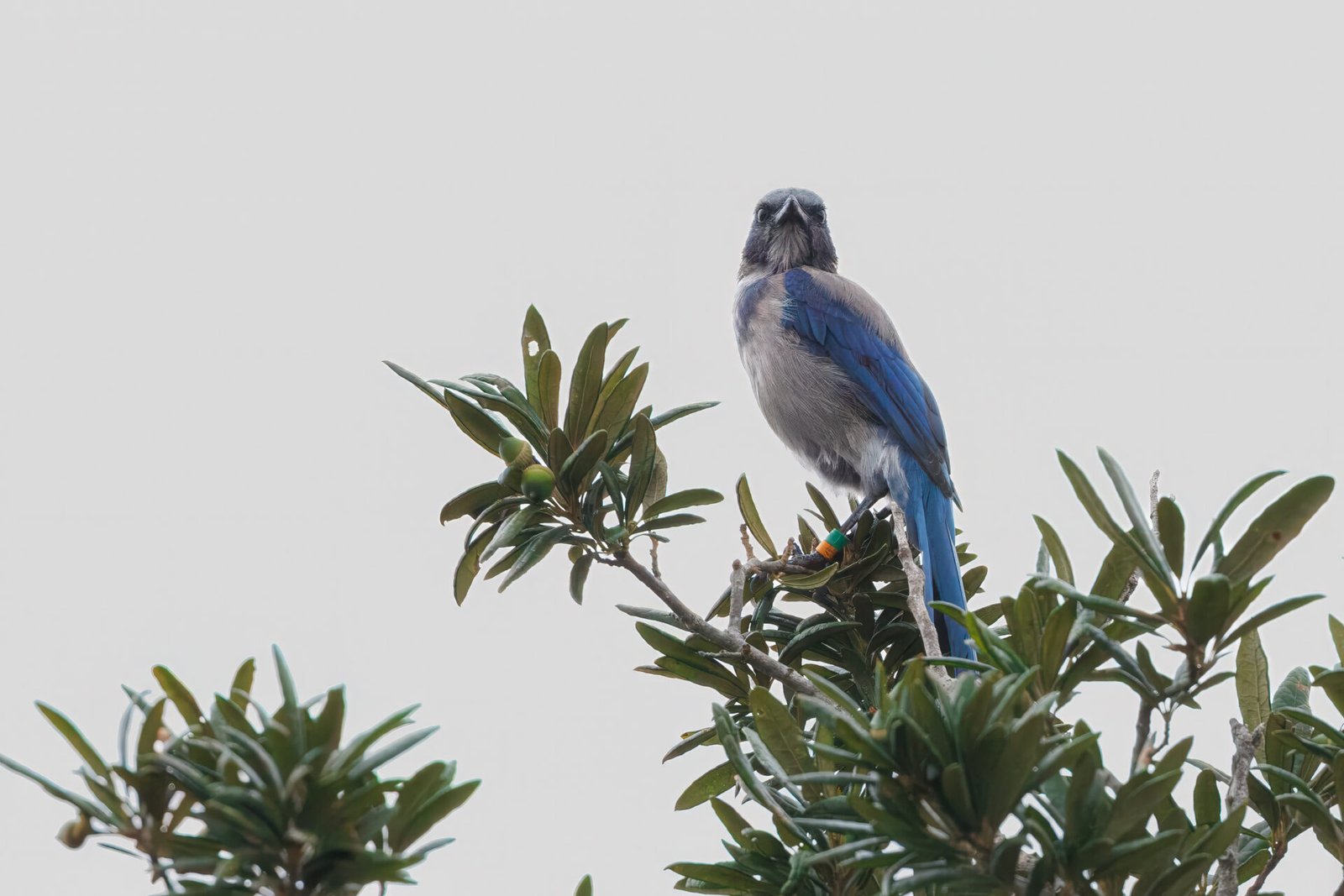 Scrub Jay Pauses On Top Of Scrub Oak