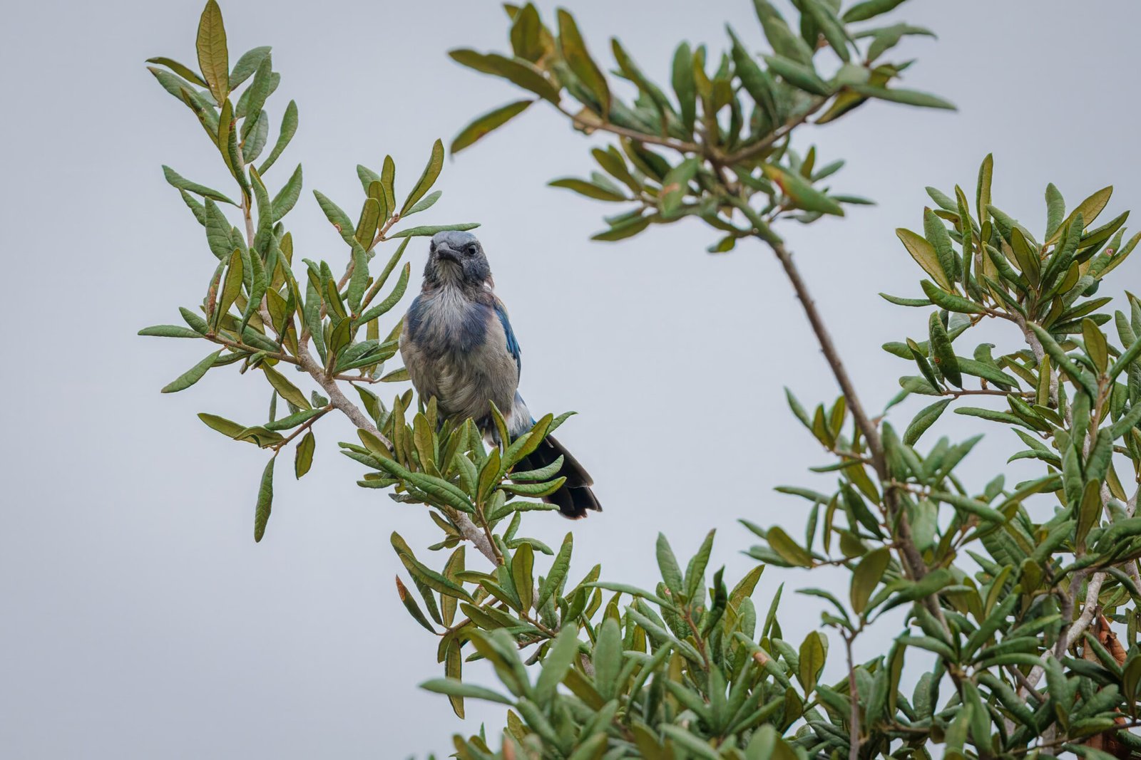 Scrub Jay Peers Out From Scrub Oak Tree