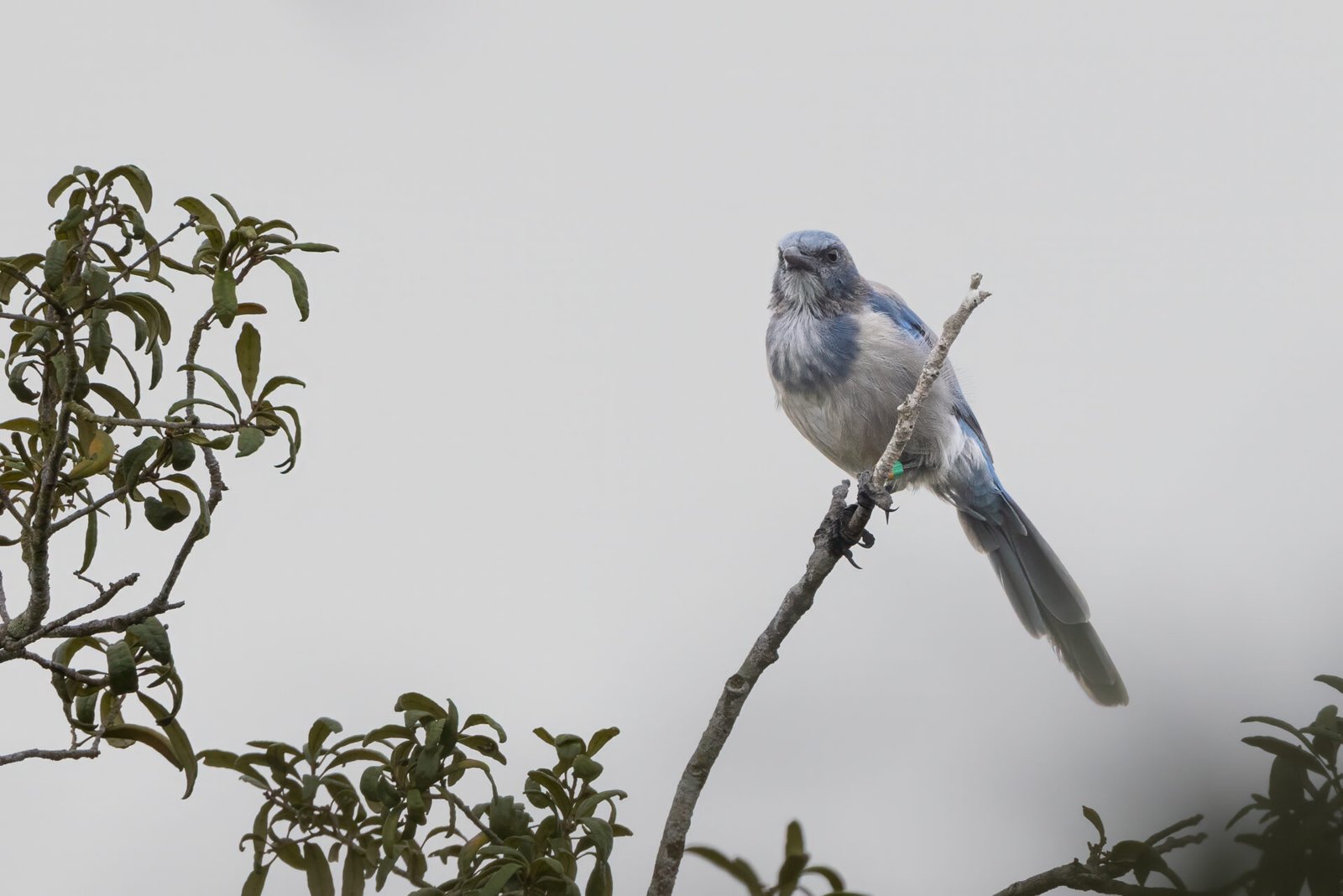 Scrub Jay Rests On Oak Tree Branch