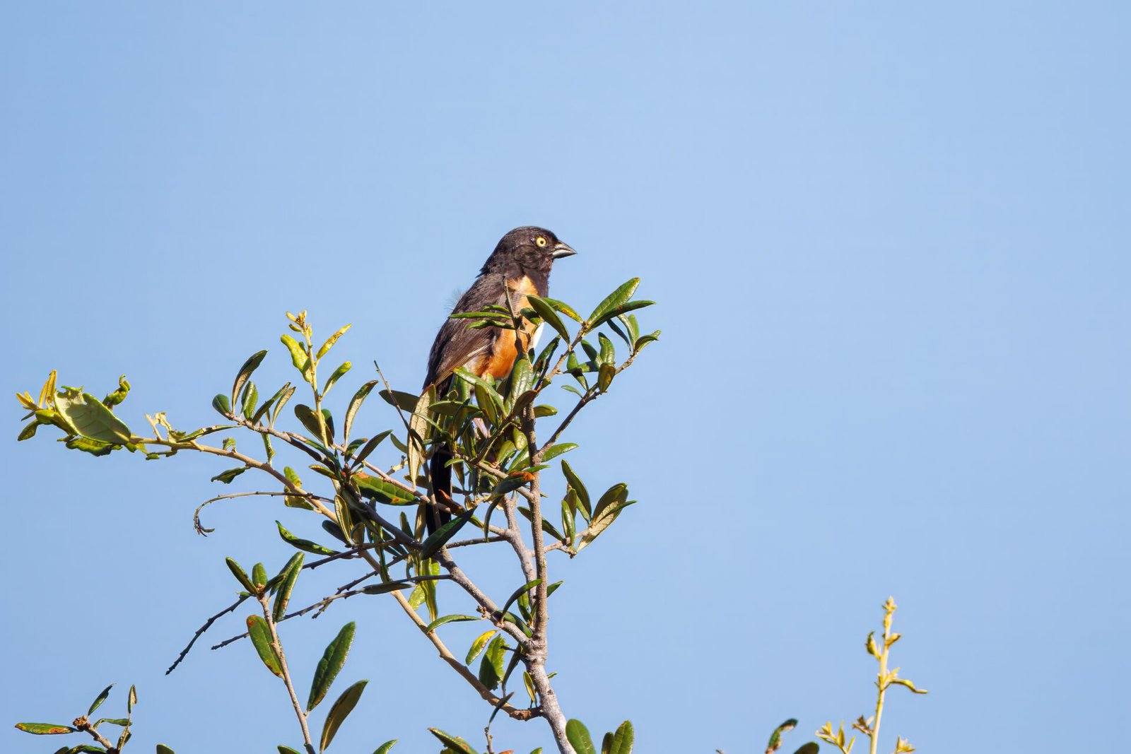 Eastern Towhee Perched In Top Of Scrub Oak Tree