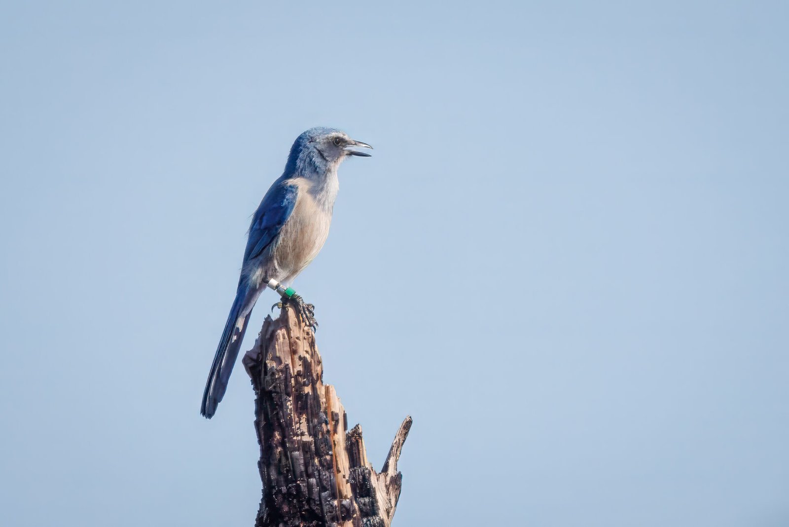 Scrub Jay Calls From Top Of Burnt Tree