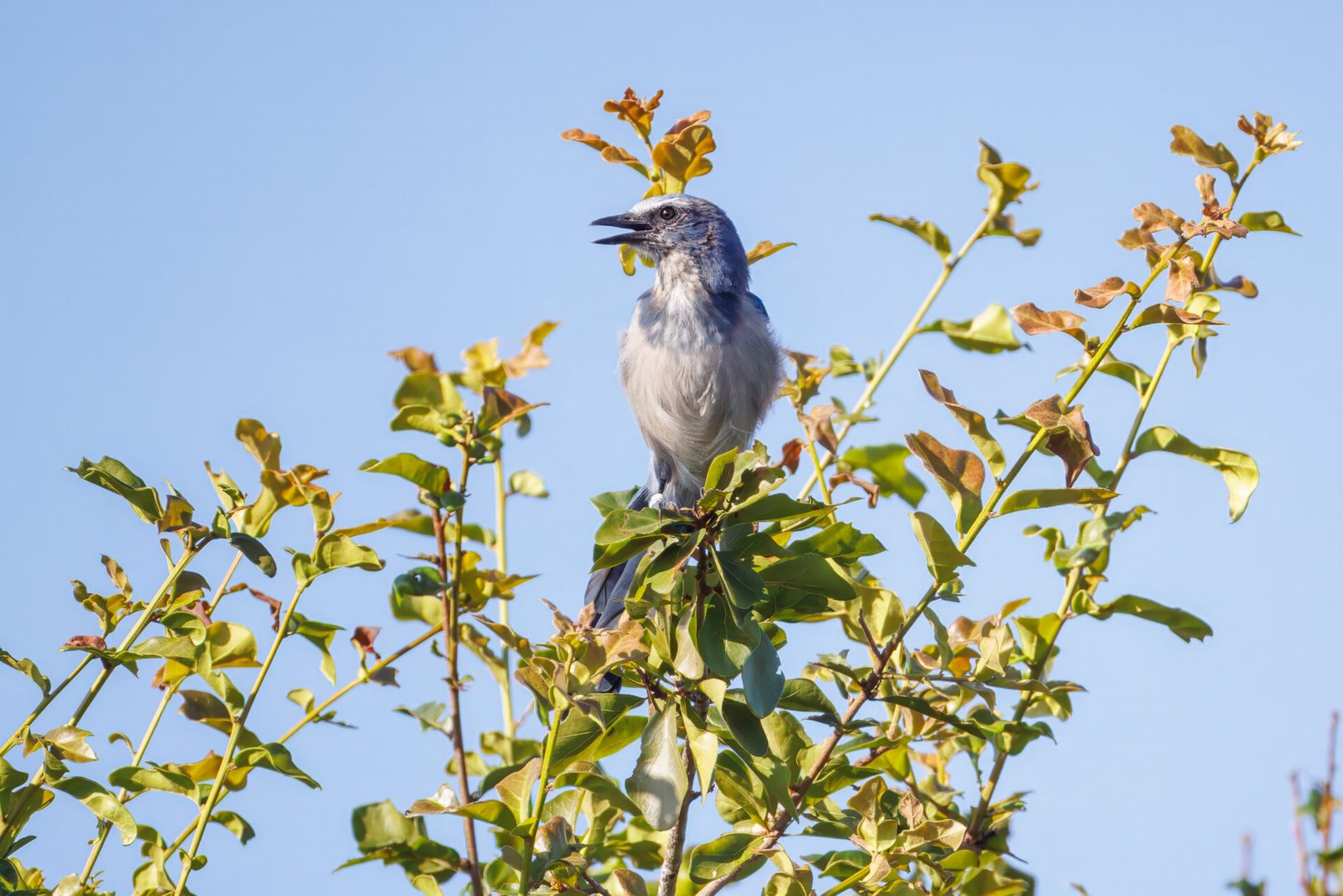 Scrub Jay Calls Out From Leaves In Top Of Tree
