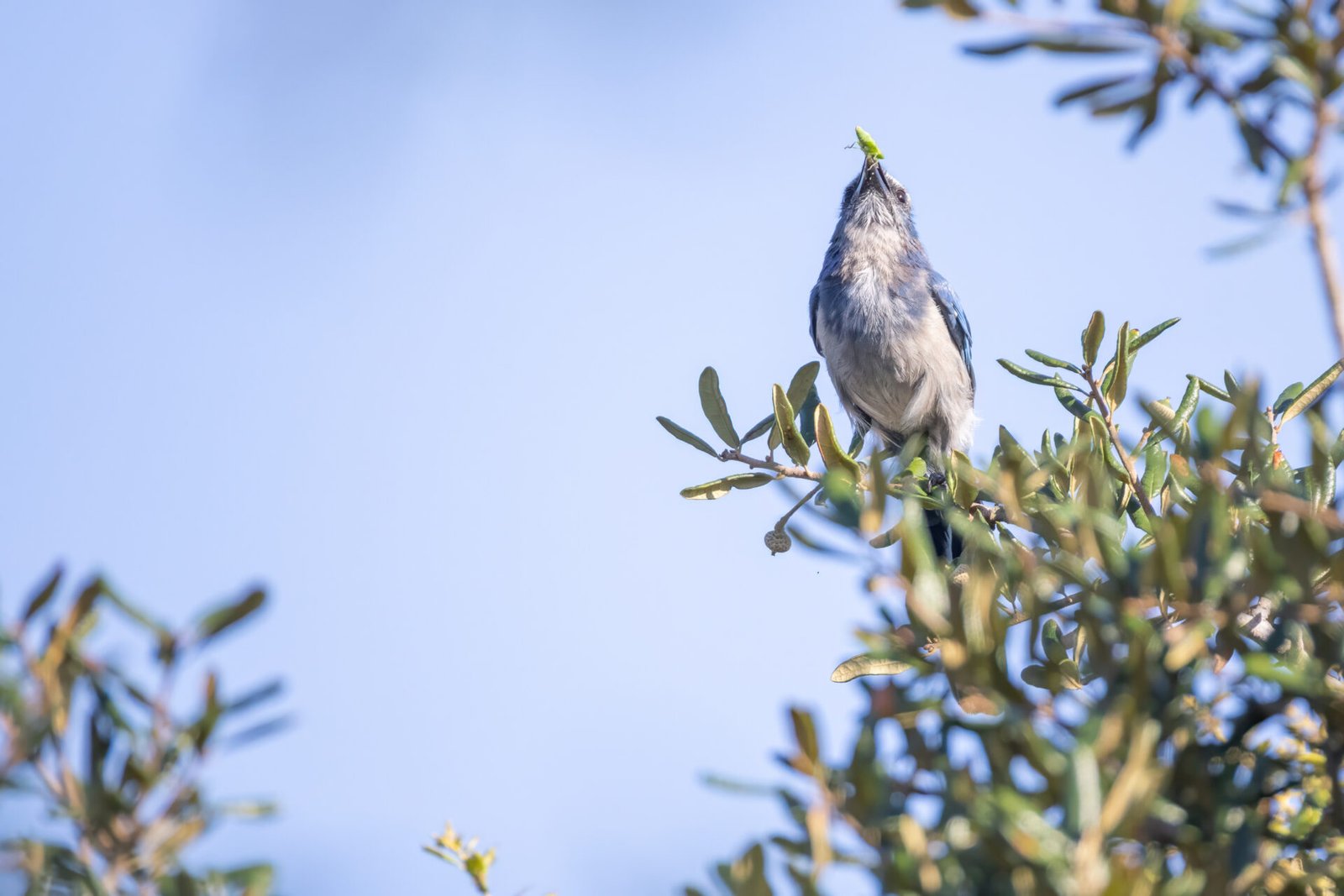 Scrub Jay Gets Ready To Eat Bug