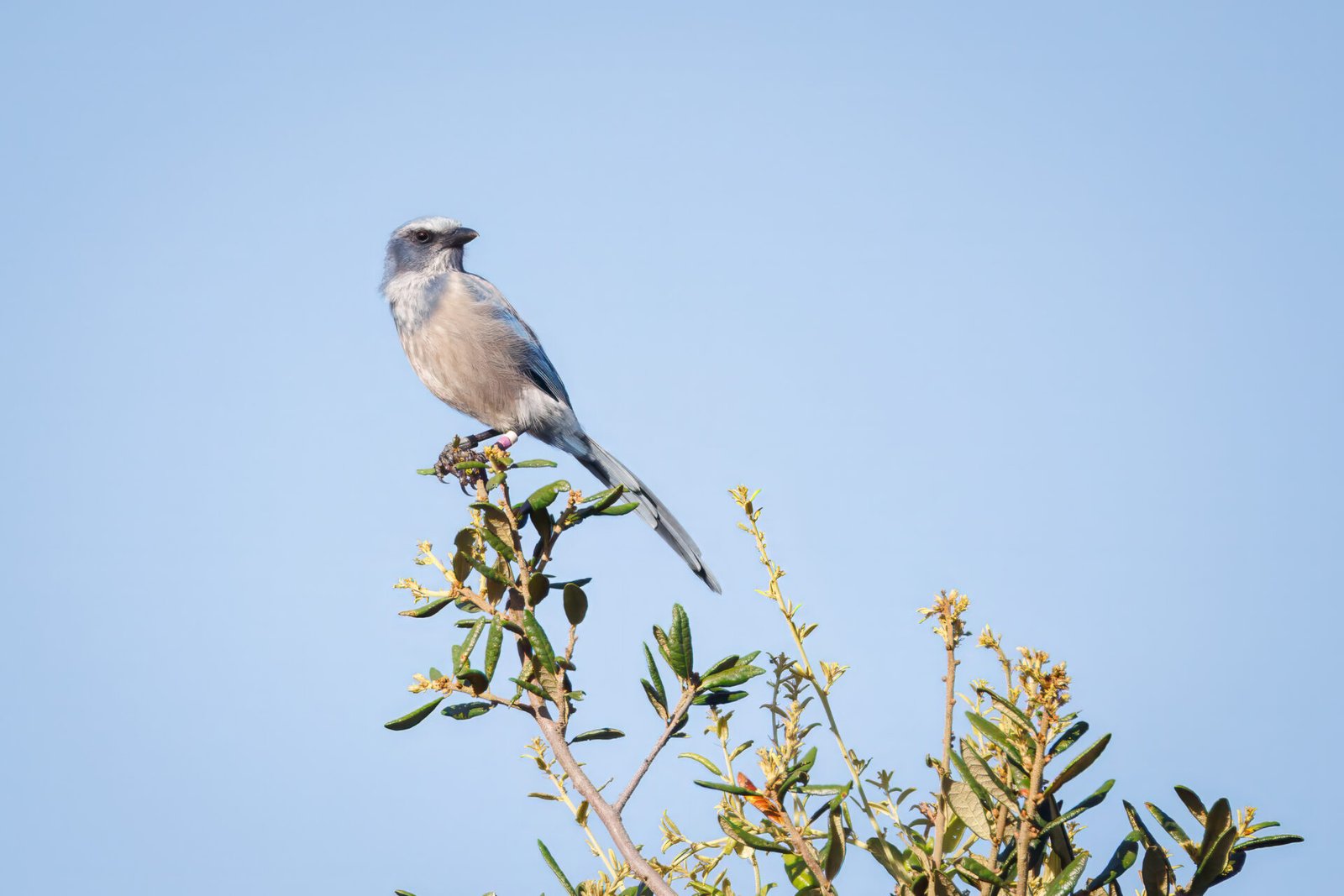 Scrub Jay Looks Around For Others In Top Of Tree