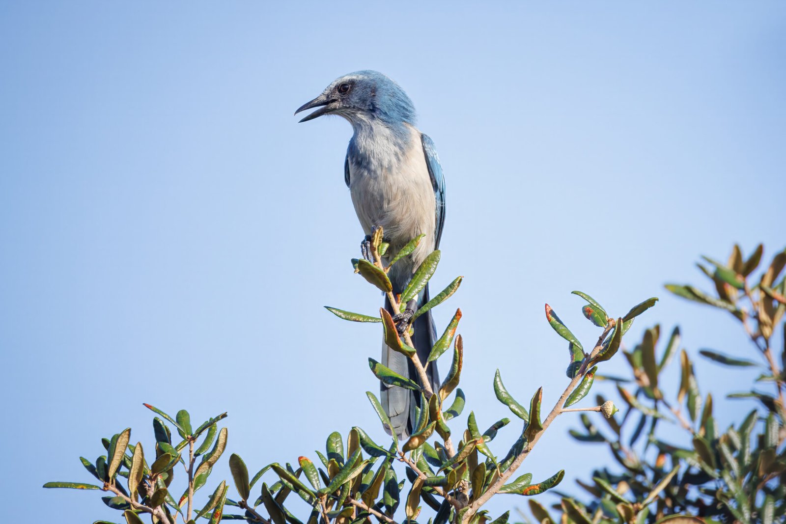 Scrub Jay Looks Back For Others In Top Of Tree