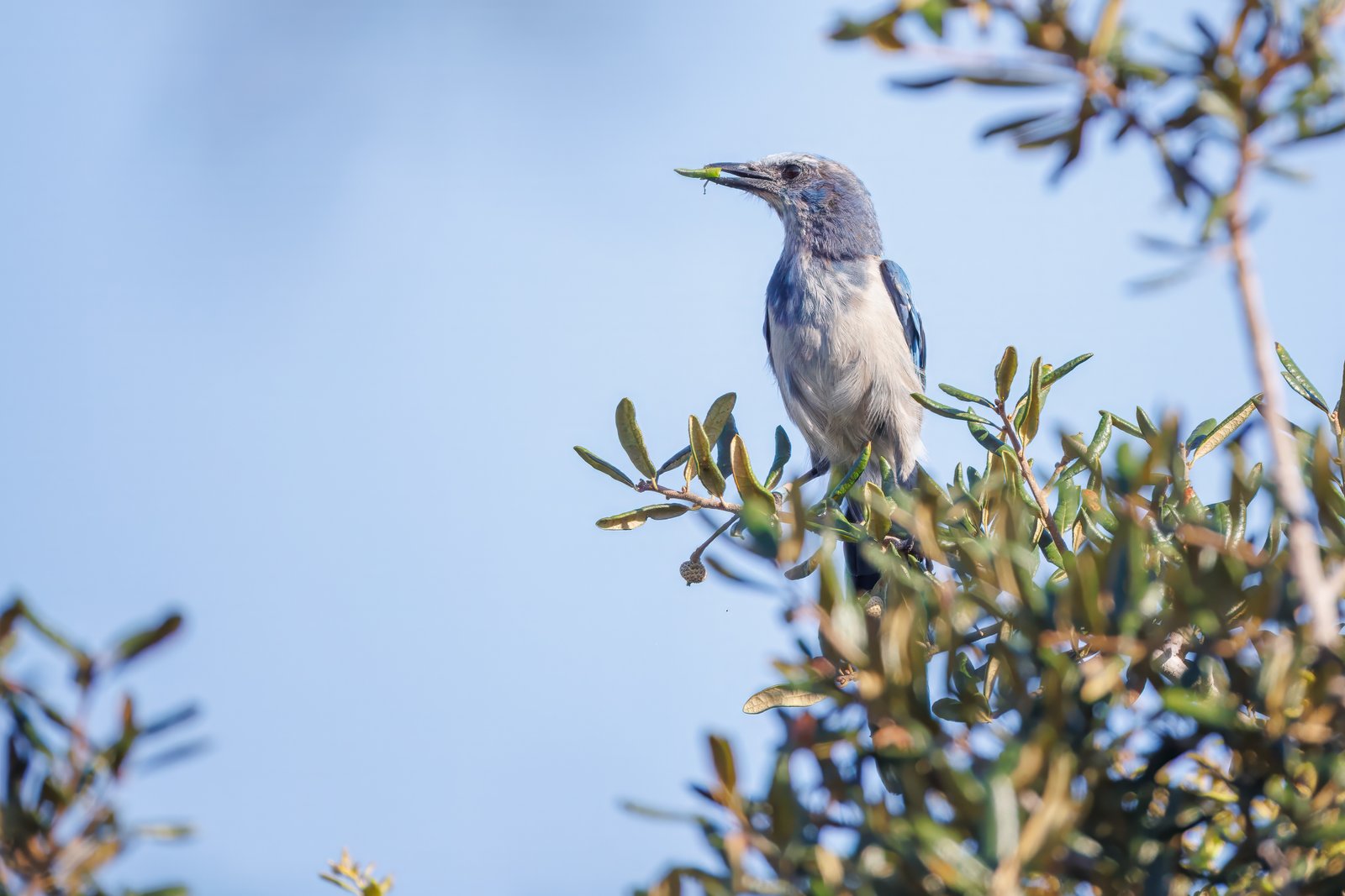 Scrub Jay Update