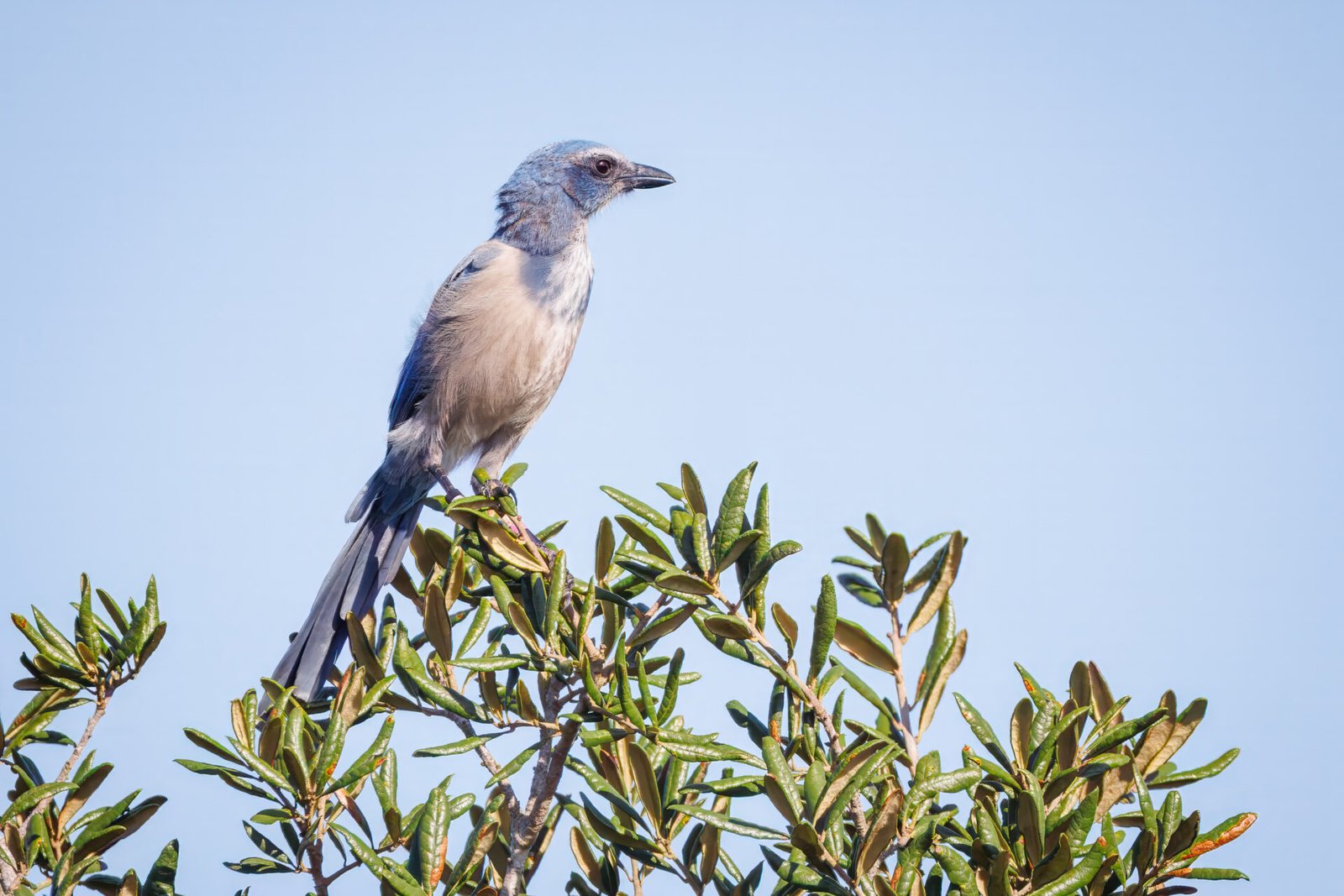 Scrub Jay Perched In Top Of Scrub Oak Tree In Sun
