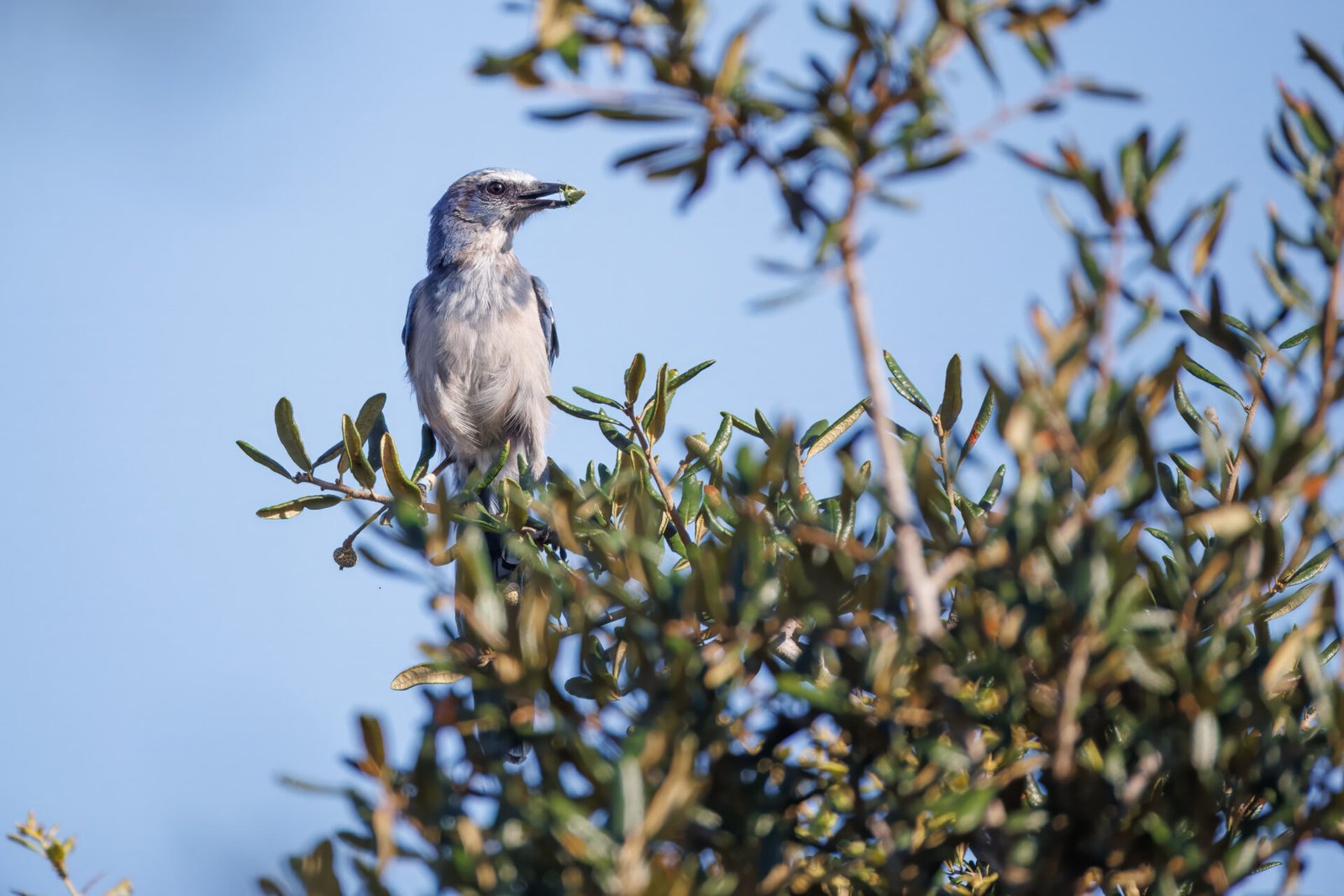 Scrub Jay Perched In Tree With Bug