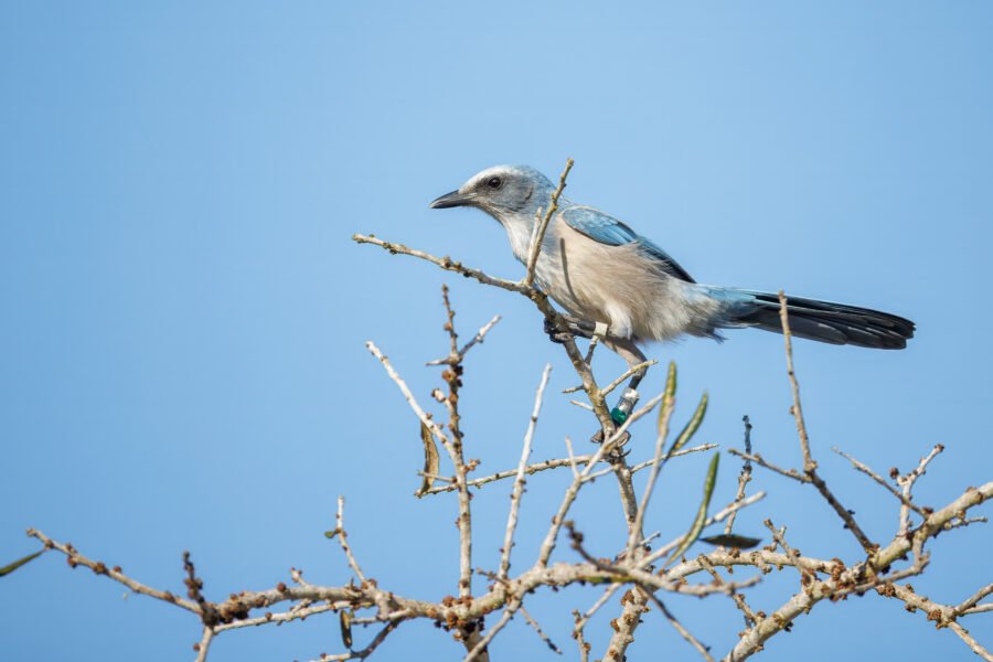 Scrub Jay Perched On Leafless Tree Branch