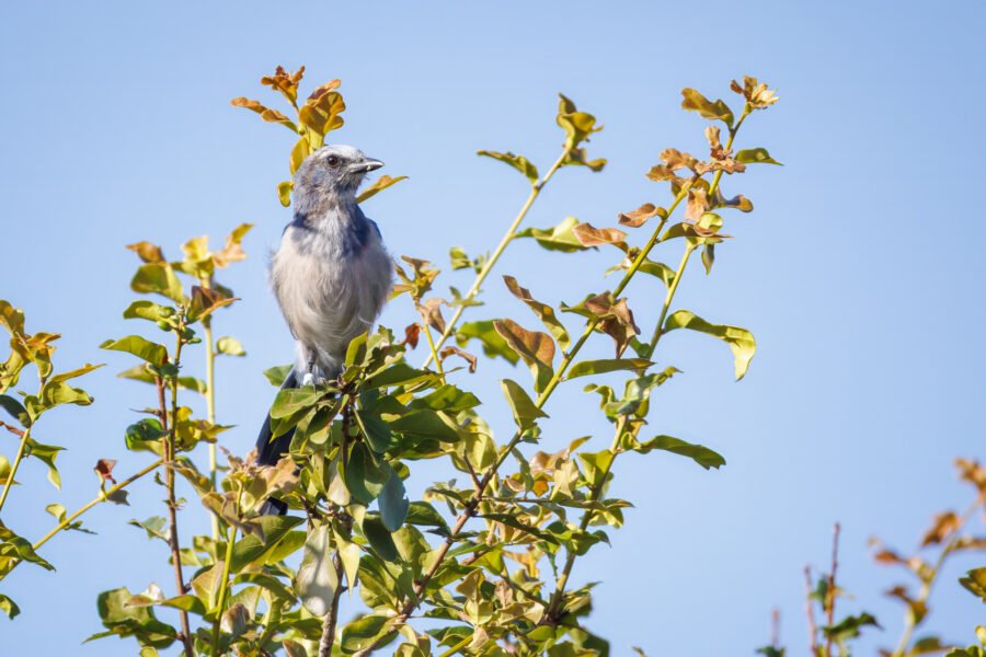 Scrub Jay Sits In Tree After Eating Acorn