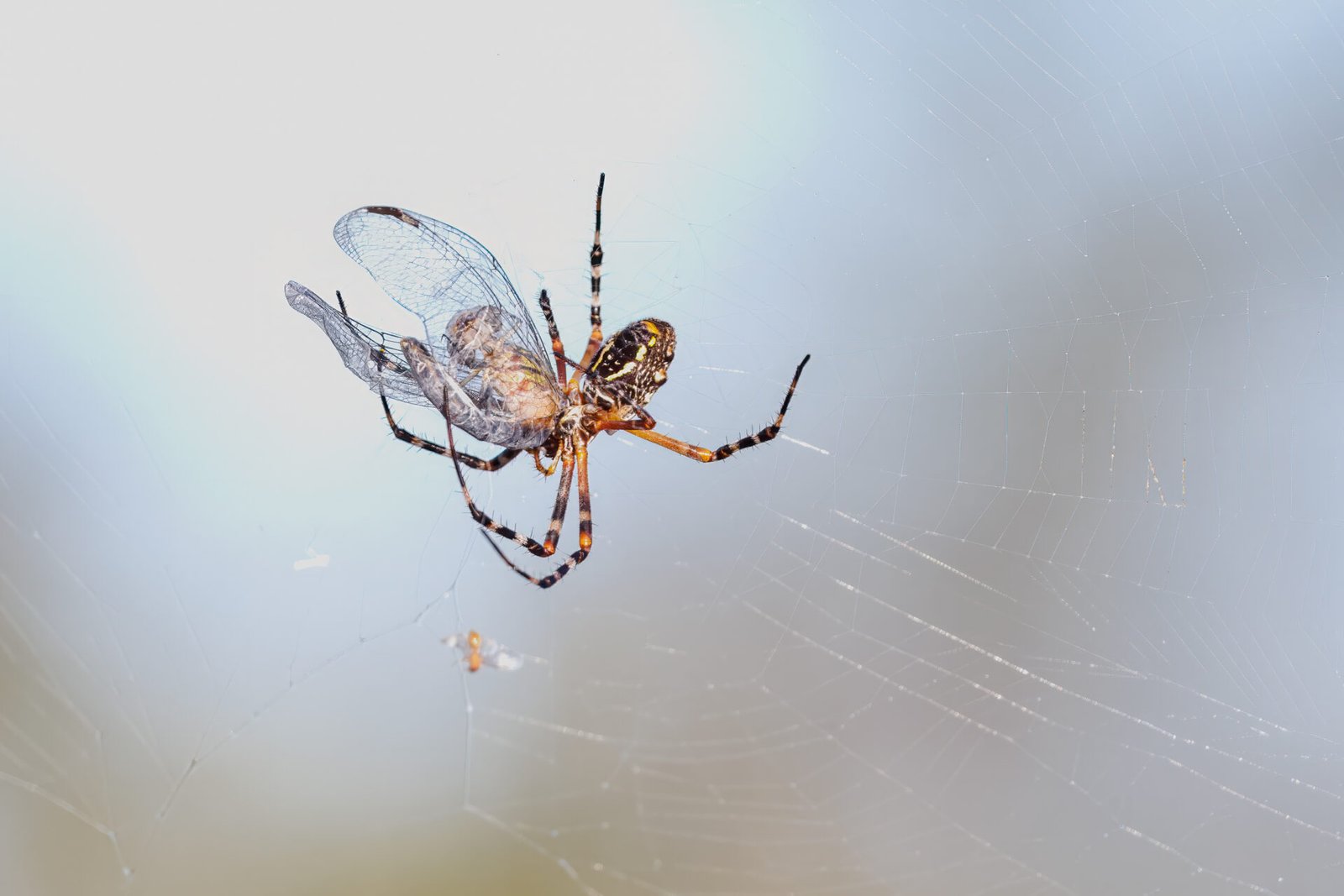 Writing Spider Feeds On Dragonfly
