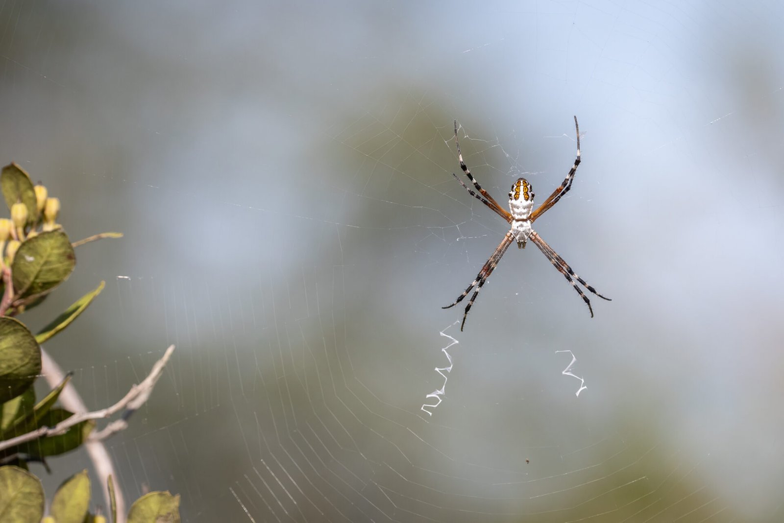 Writing Spider With Zig Zags On Web