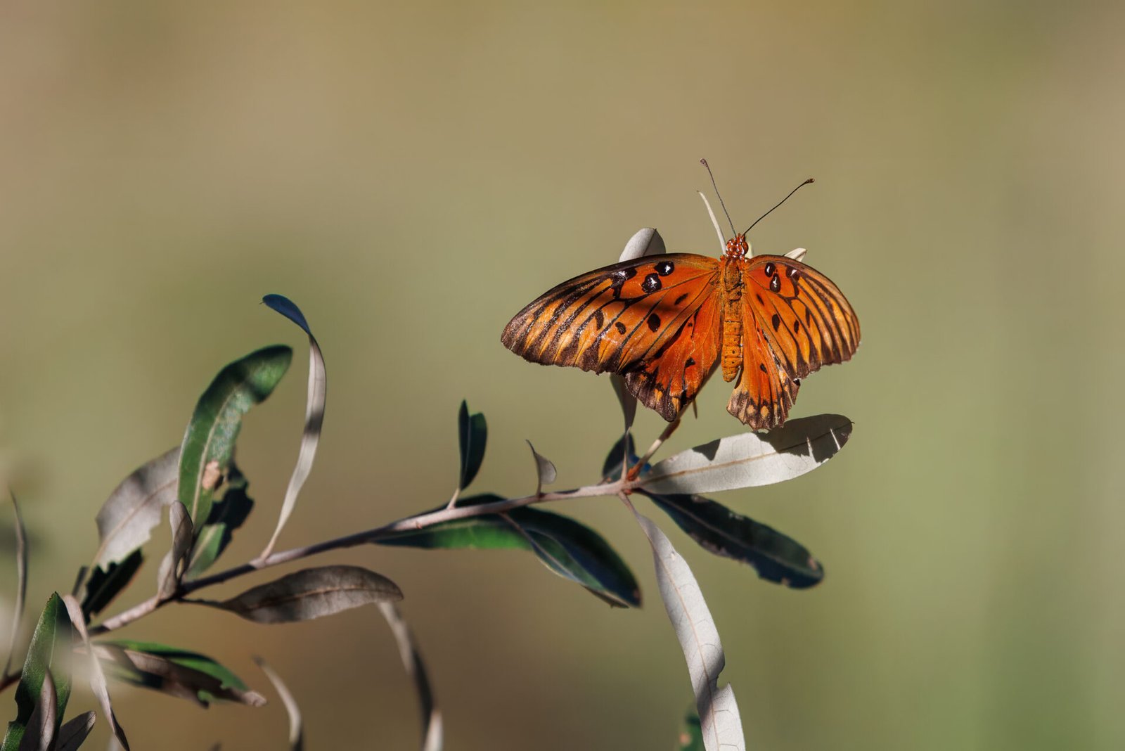 Gulf Fritillary Butterfly Rests On Wax Myrtle Branch