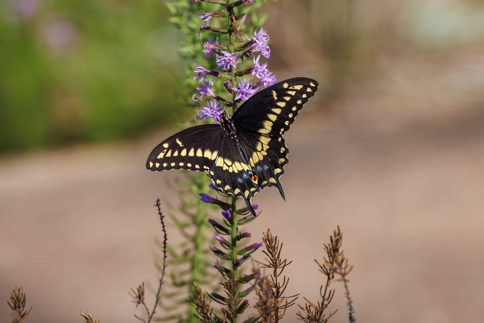 The Butterflies of Bok Tower Gardens