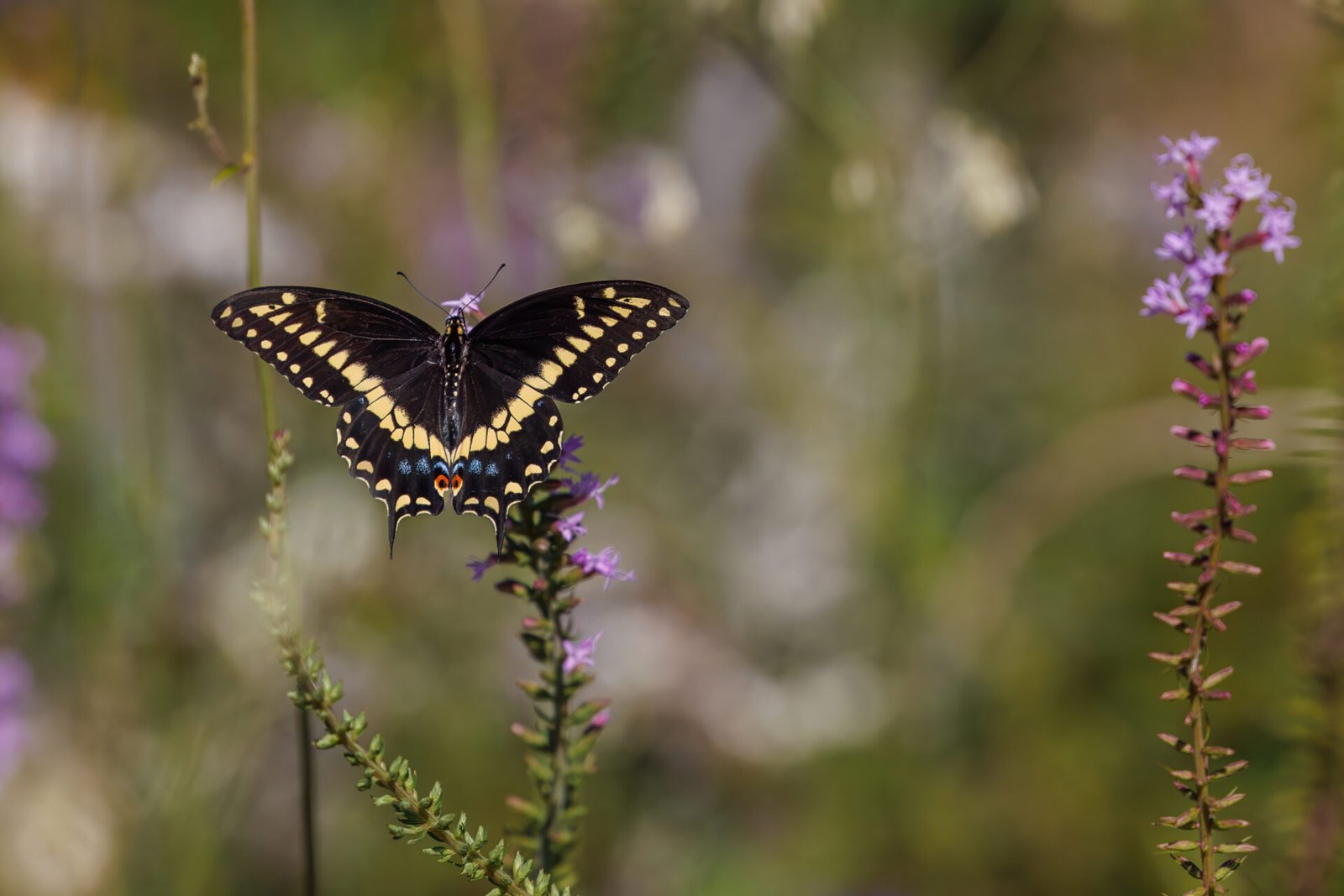 Black Swallowtail Butterfly Lands On Blazing Star Flower
