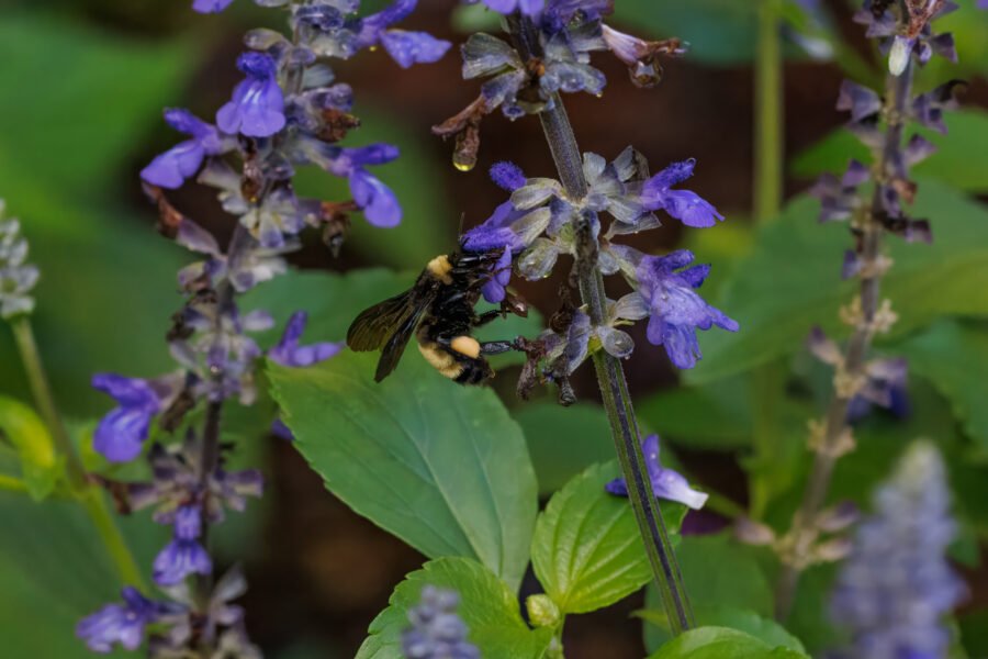Bumble Bee Lands On Blue Salvia Flower