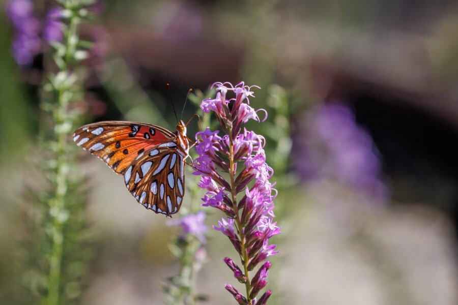 Gulf Fritillary Butterfly Feeds On Blazing Star Flower
