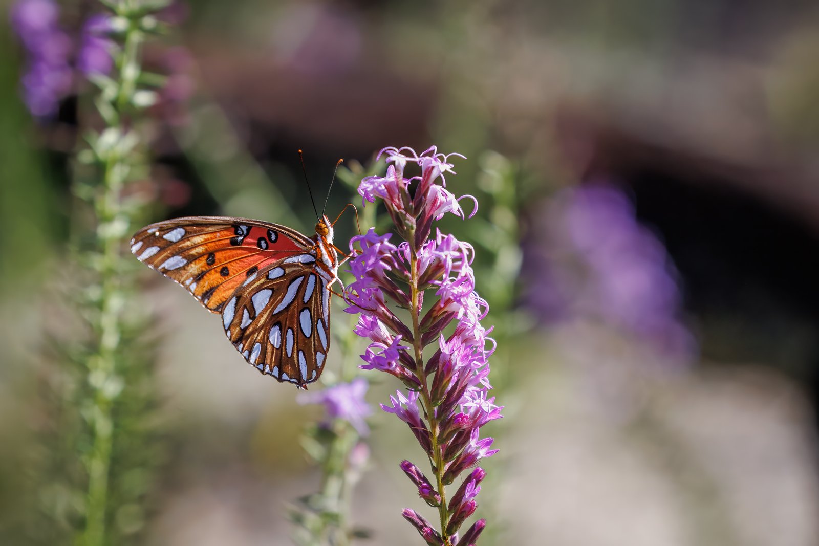 Gulf Fritillary Butterfly Feeds On Blazing Star Flower