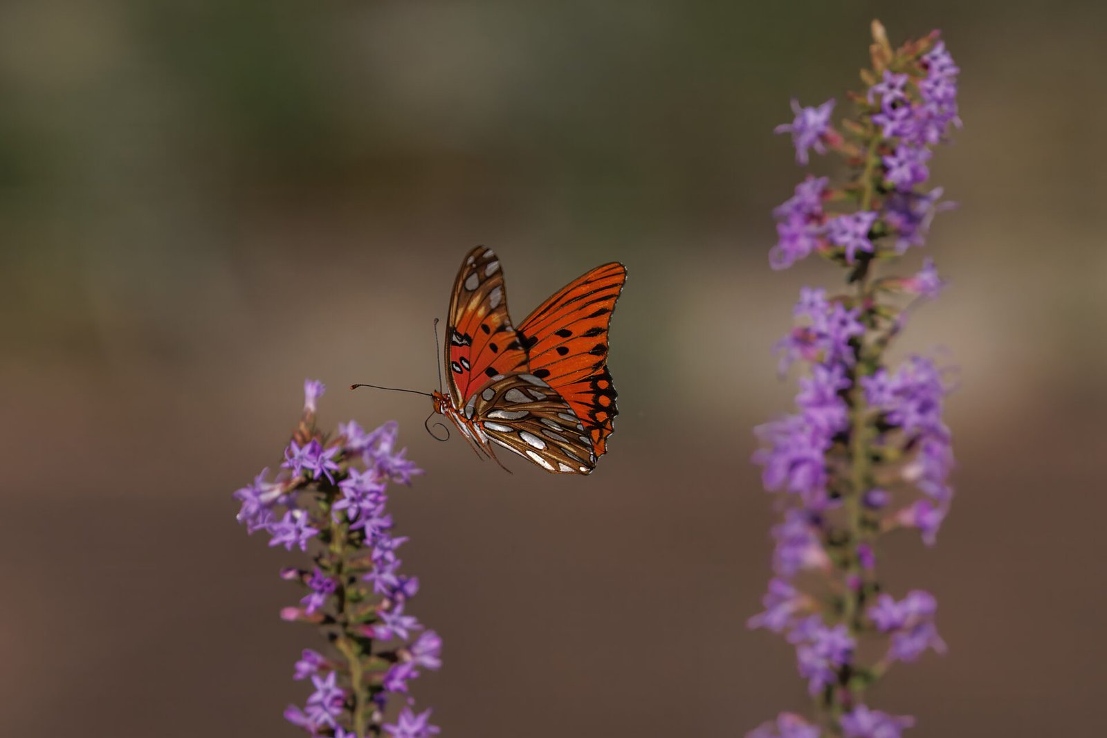 Gulf Fritillary Butterfly Flies Off From Blazing Star Flower