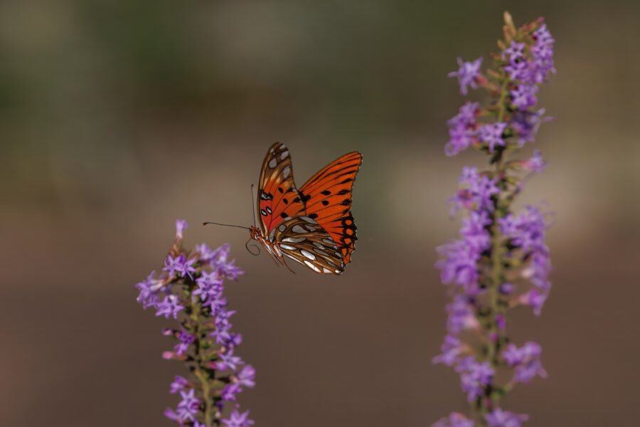Gulf Fritillary Butterfly Flies Off From Blazing Star Flower