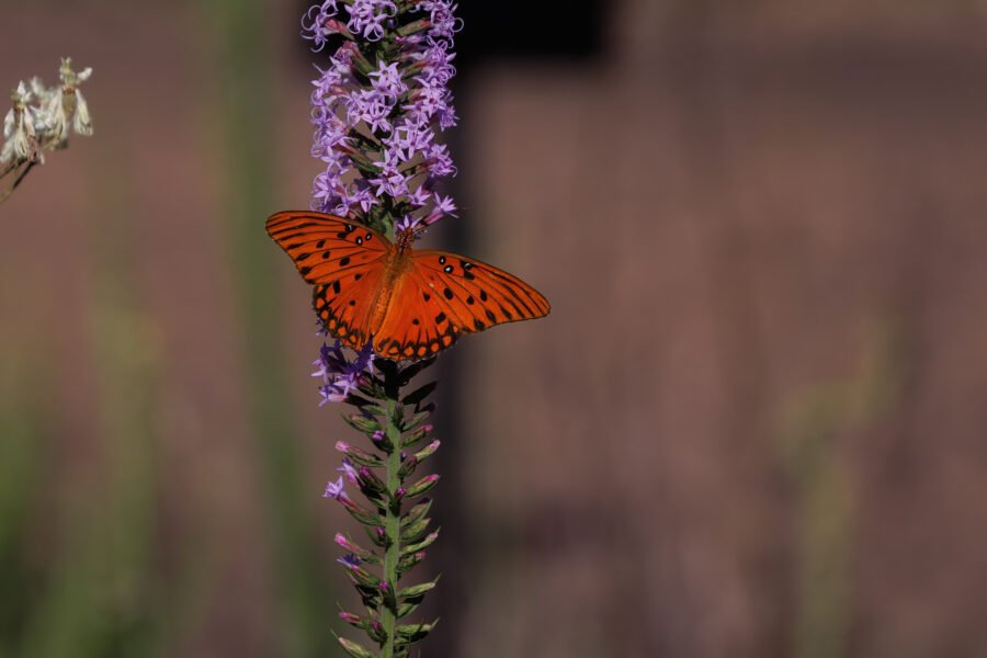 Gulf Fritillary Butterfly Lands On Blazing Star Flower