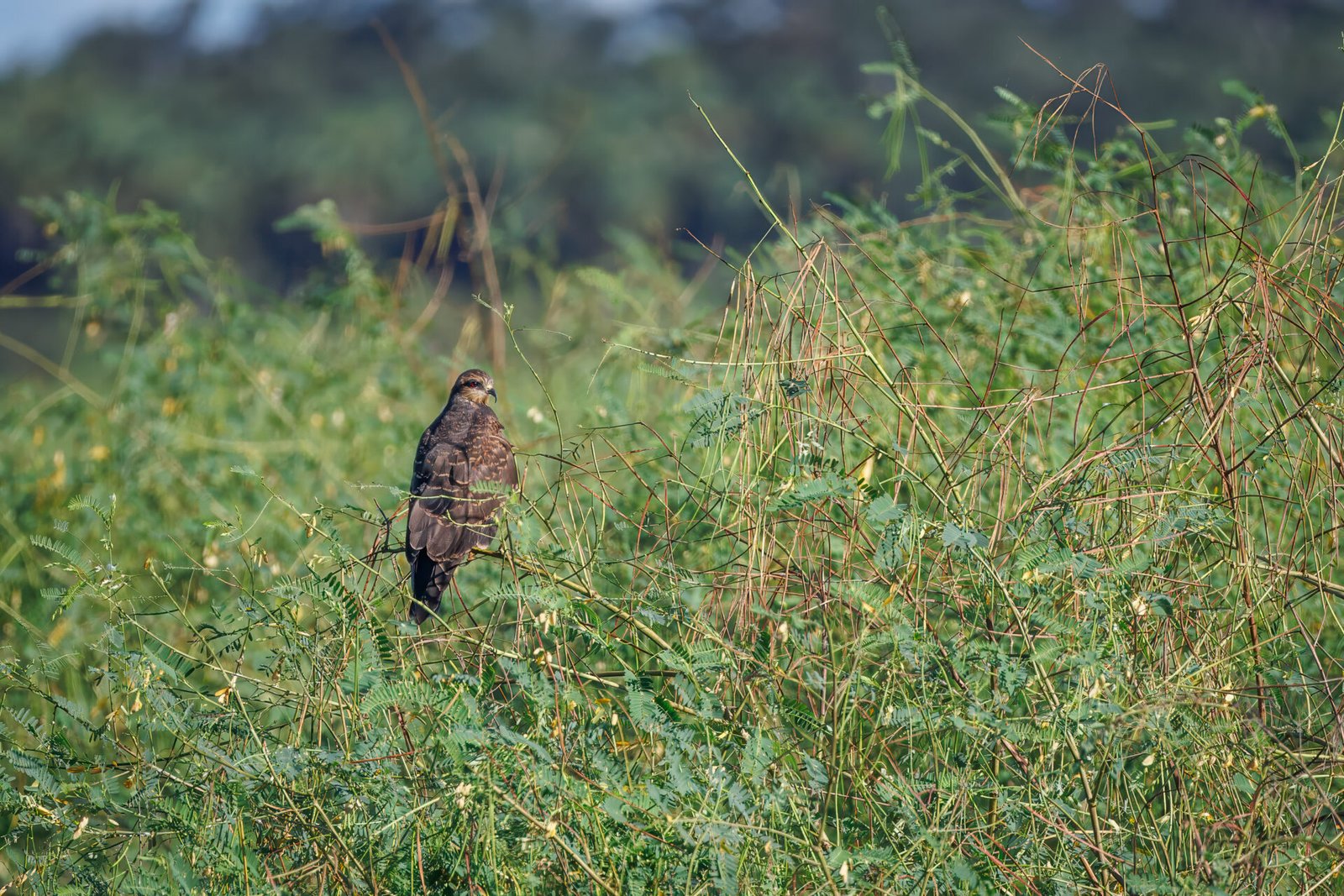 Female Snail Kite Rests In Marsh