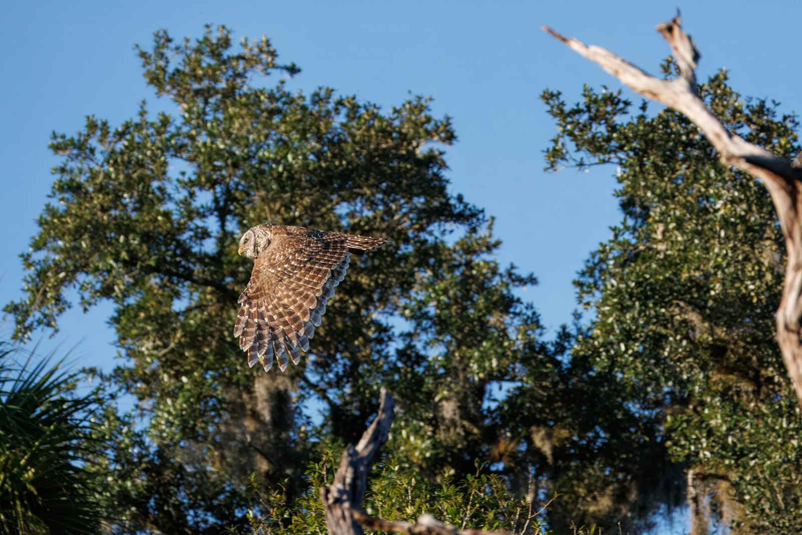 Barred Owl Flies By To Left