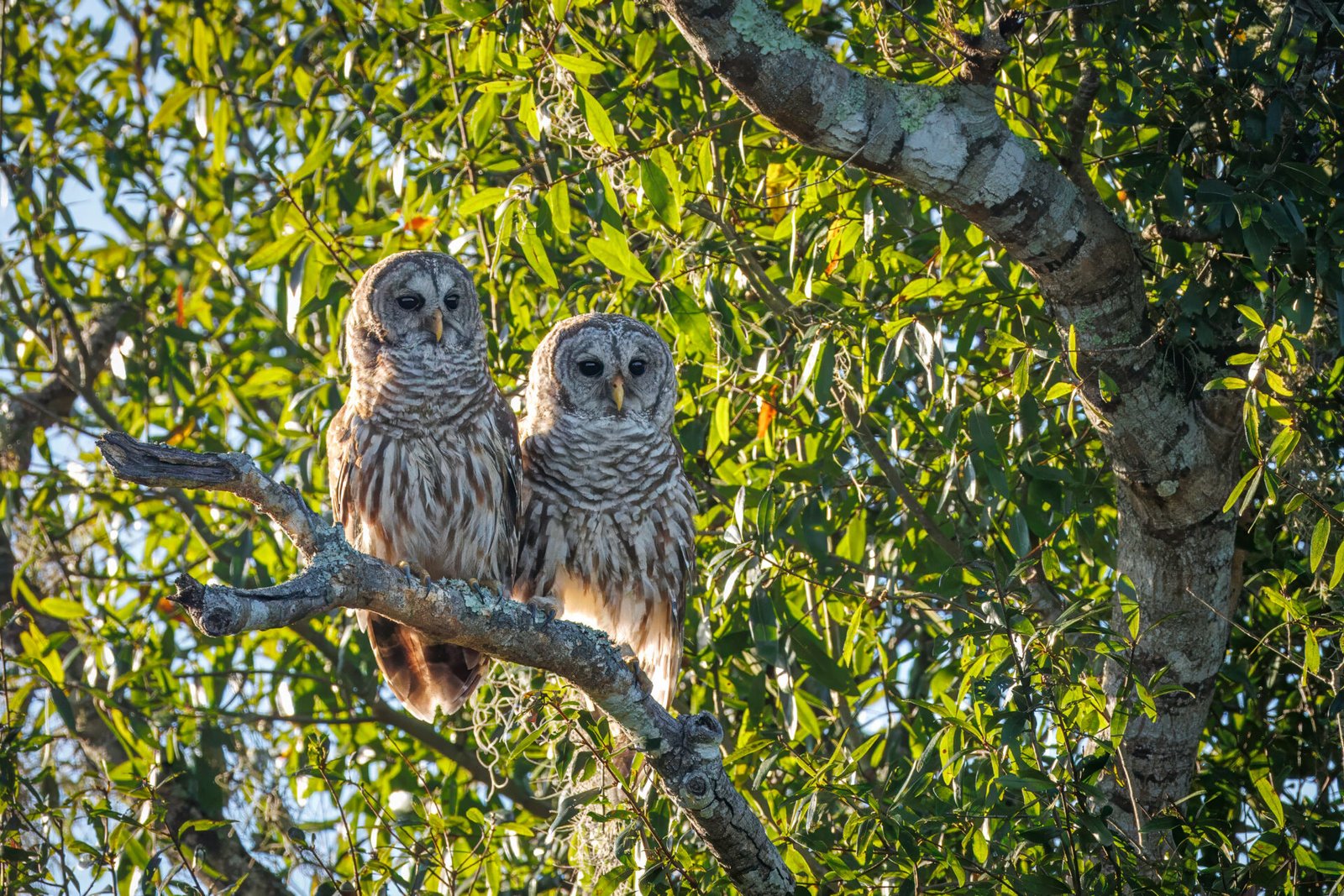 Barred Owl Pair Perched On Tree Branch