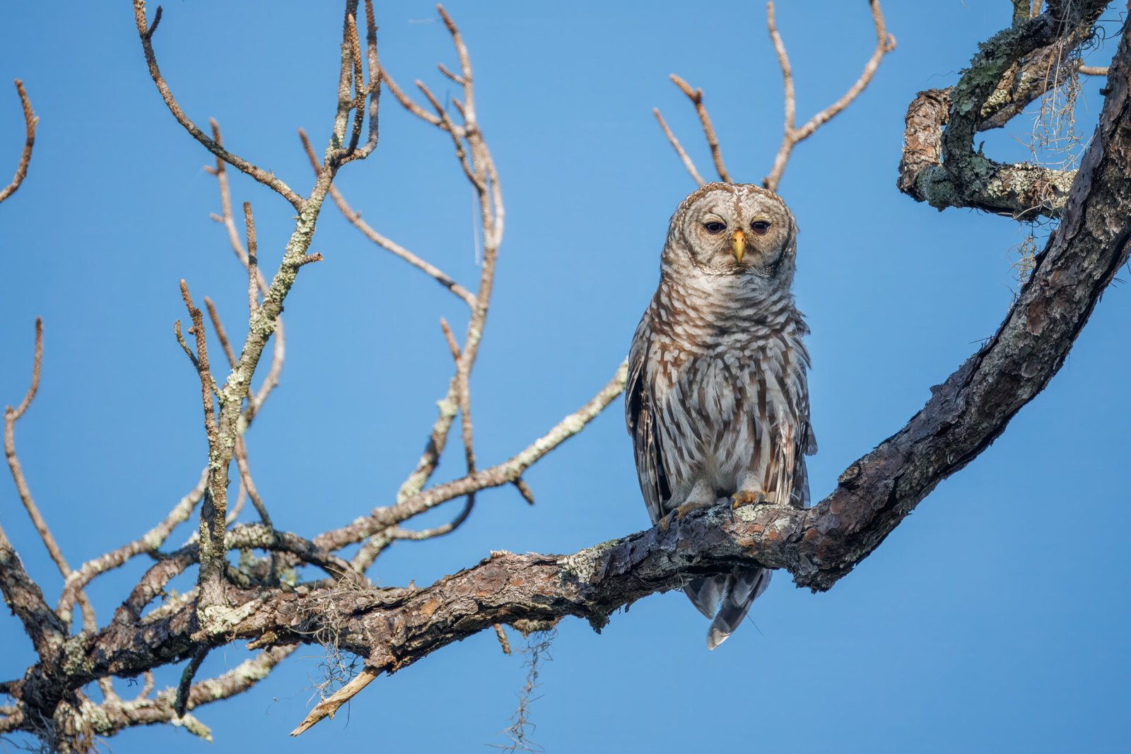 Barred Owl Rests In Dead Pine Tree