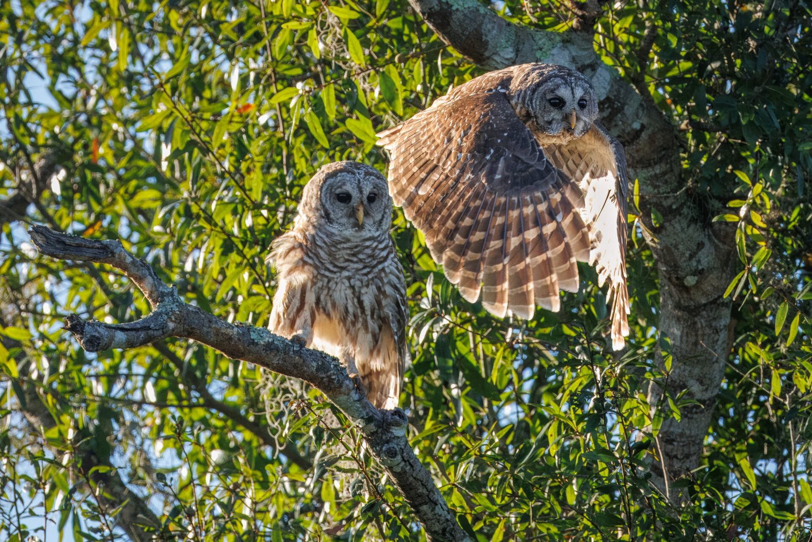 Barred Owl Takes Off From Branch
