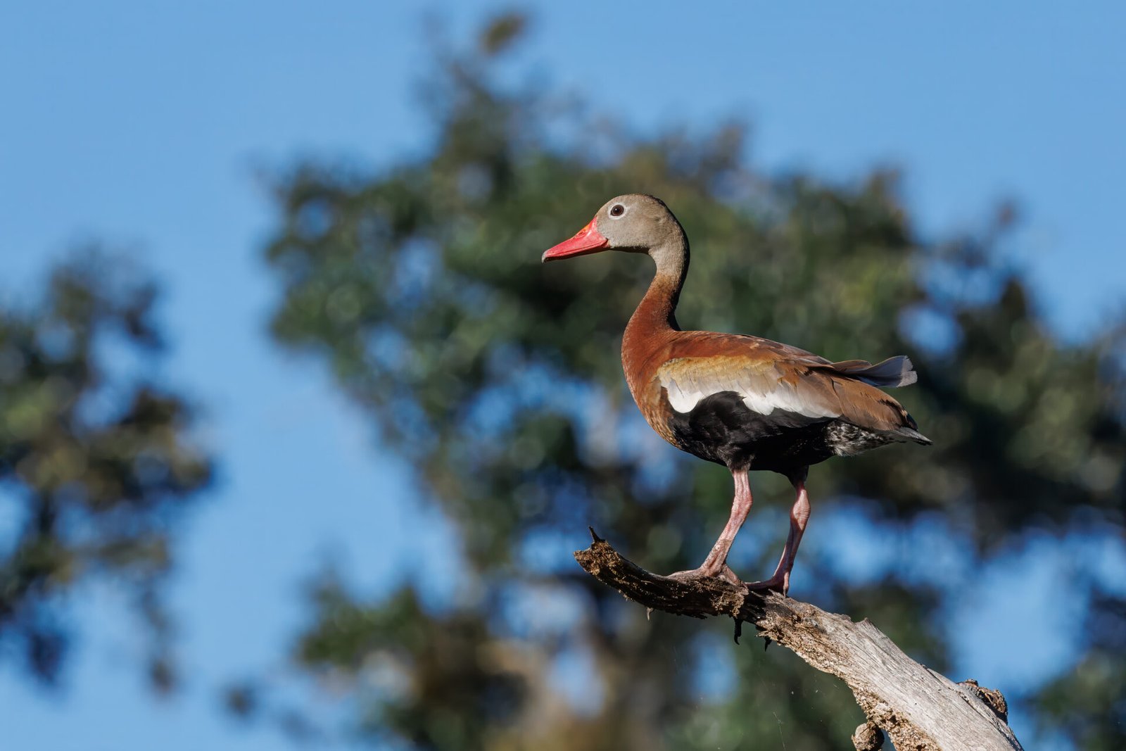 Black Bellied Whistling Duck Perched In Dead Tree