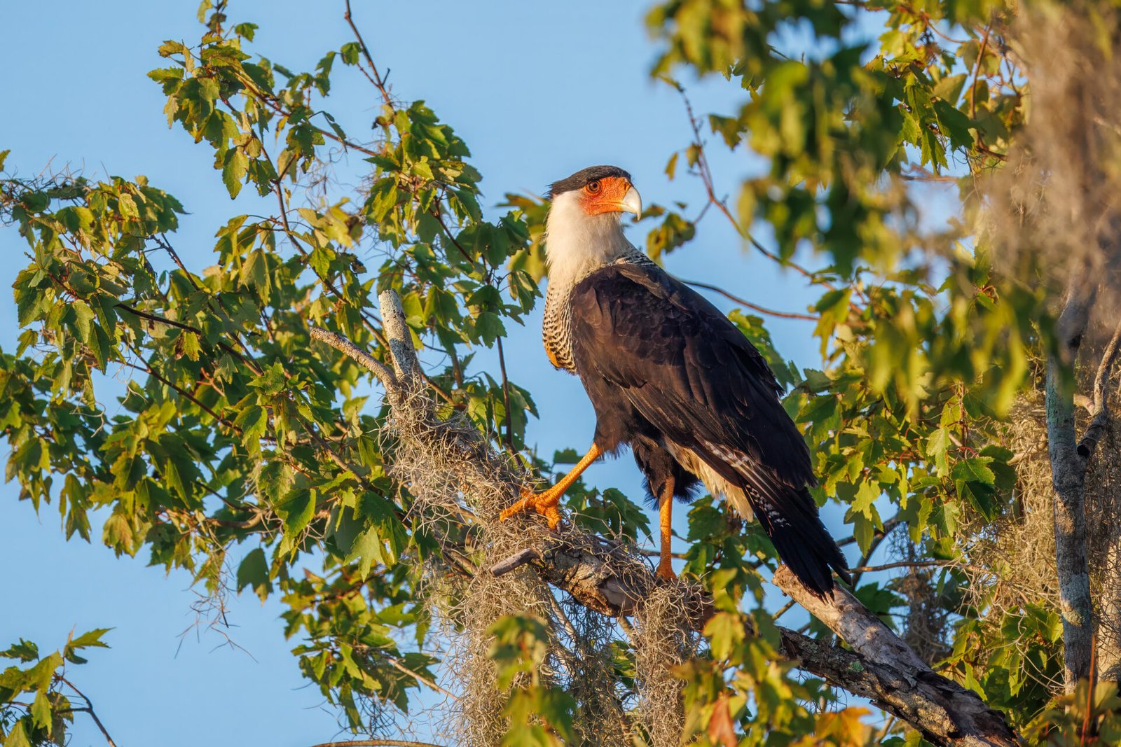 Crested Caracara Looks Back From Moss Covered Branch
