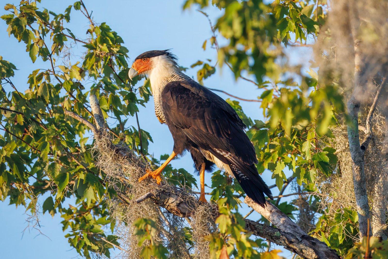 Crested Caracara Perched On Moss Covered Branch