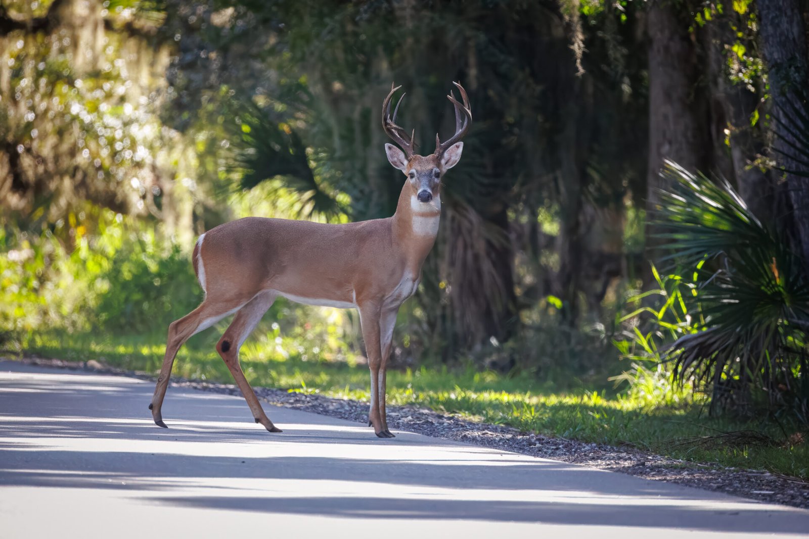 Large Whitetail Buck Pauses Crossing Road