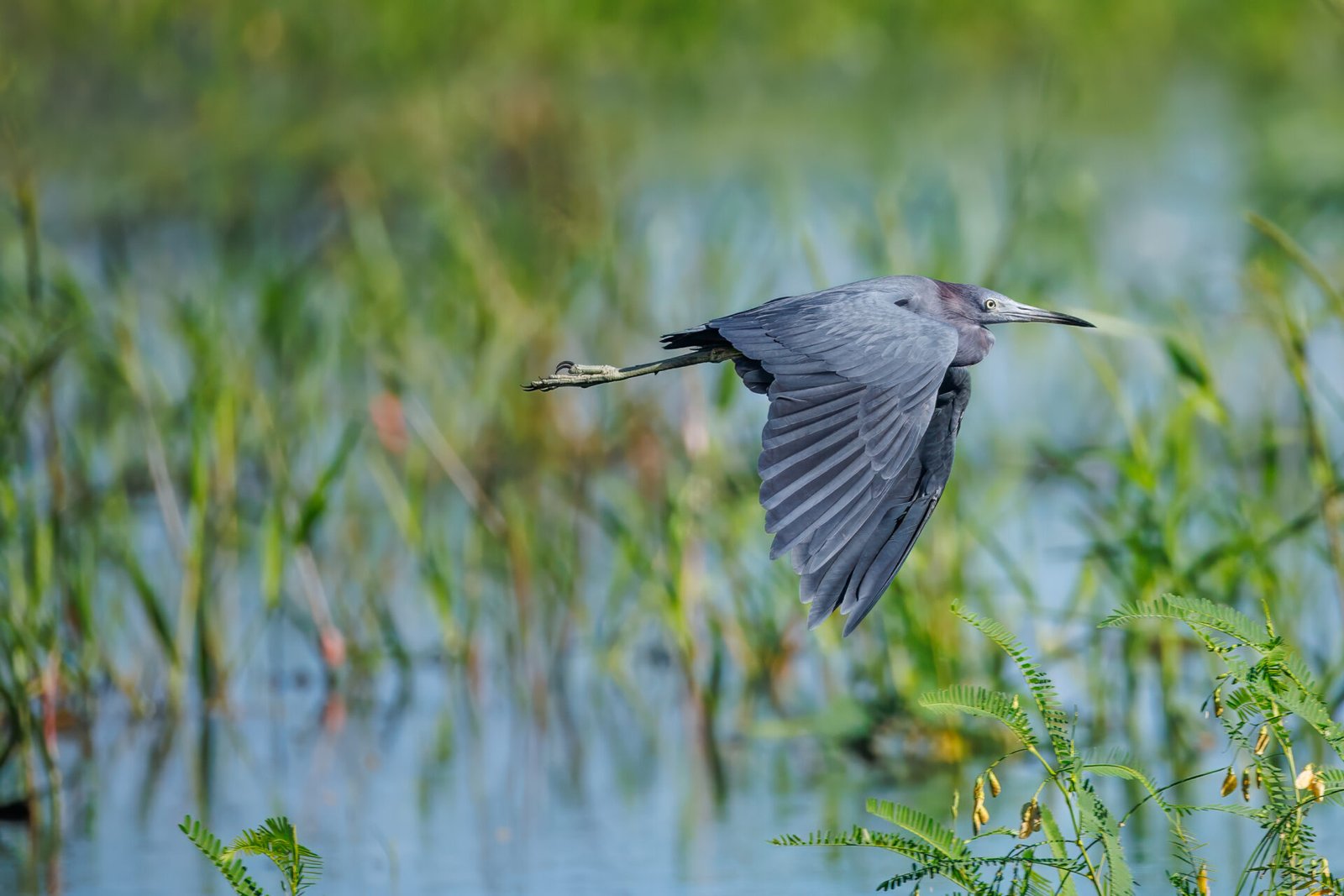 Little Blue Heron Flies By To Right