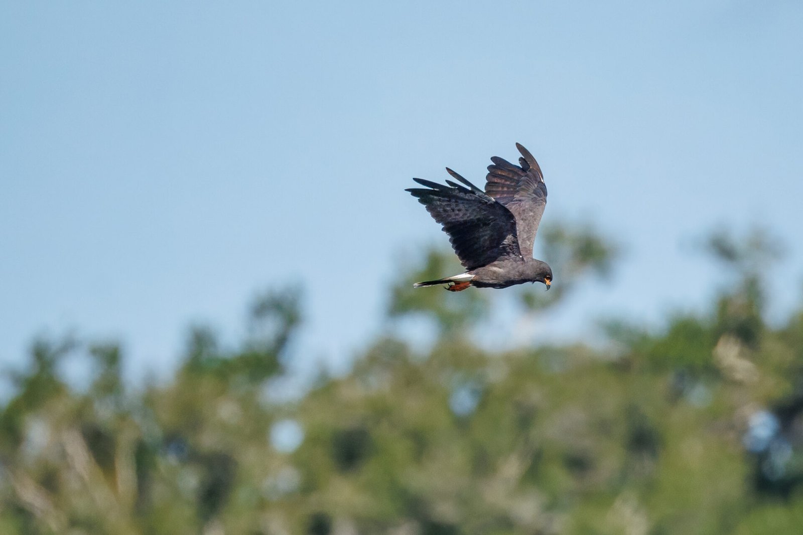Male Snail Kite Glides Past Looking For More Snails